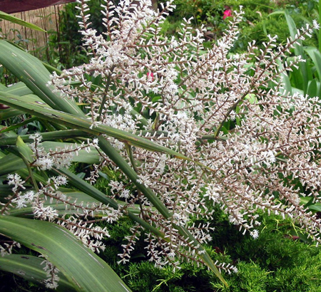 Cabbage Tree in Flower